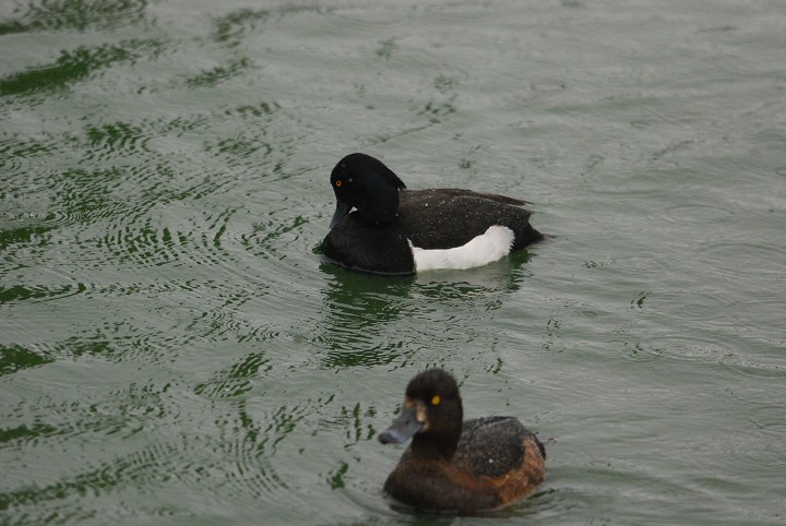 img00036.jpg