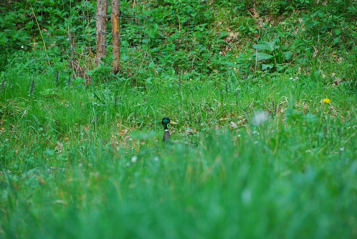 img00012.jpg