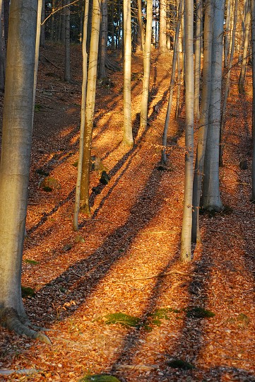 img00008.jpg
