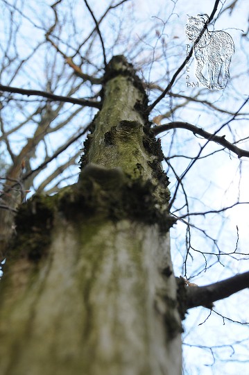 img00013.jpg