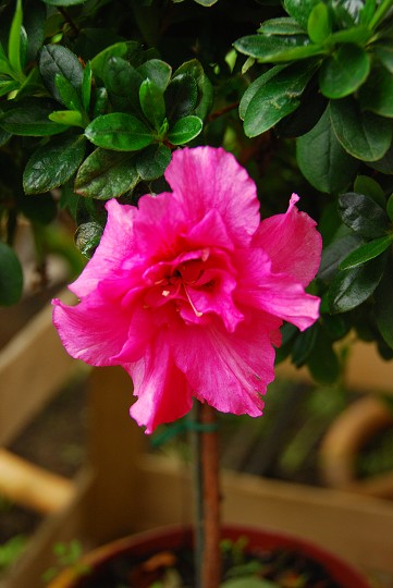 img00004.jpg