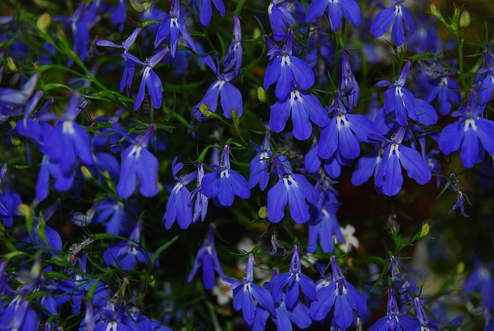 img00006.jpg