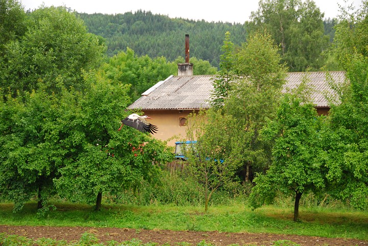 img00008.jpg