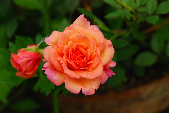 img00026.jpg