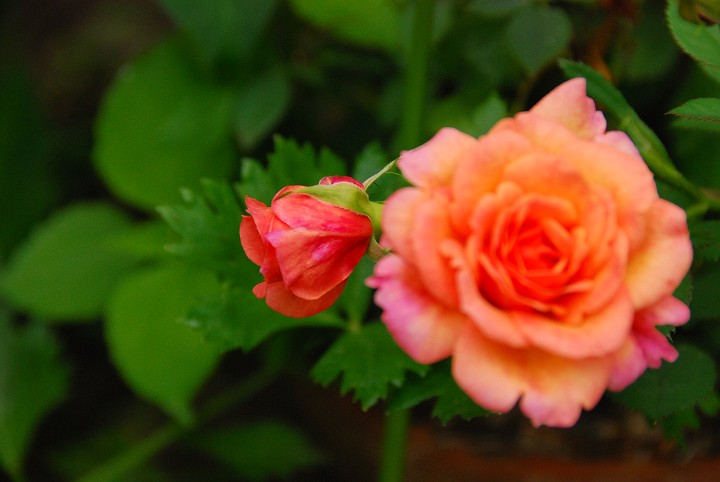 img00027.jpg