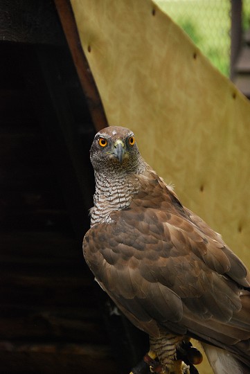 img00033.jpg