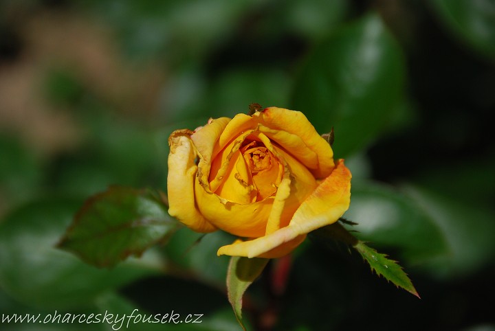 img00008.jpg