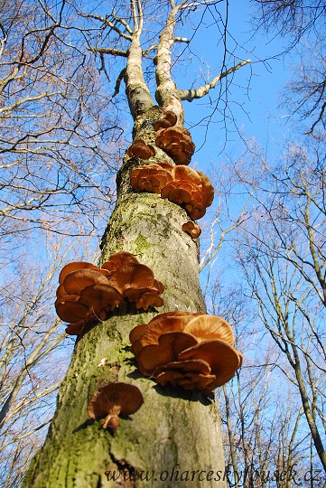 img00006.jpg