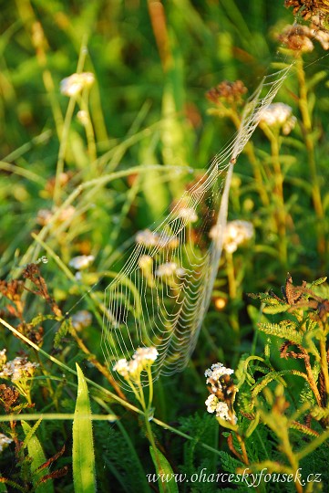 img00022.jpg