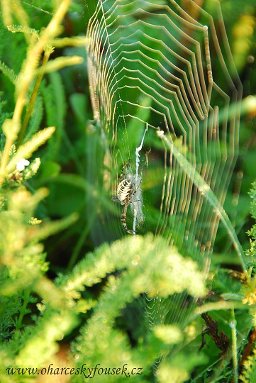 img00025.jpg
