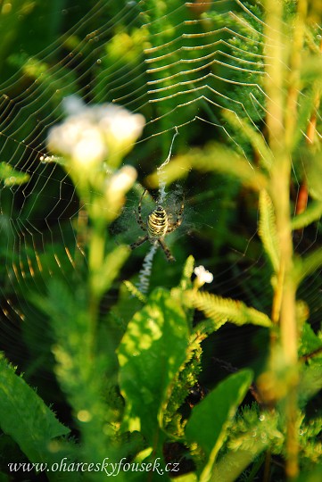 img00026.jpg