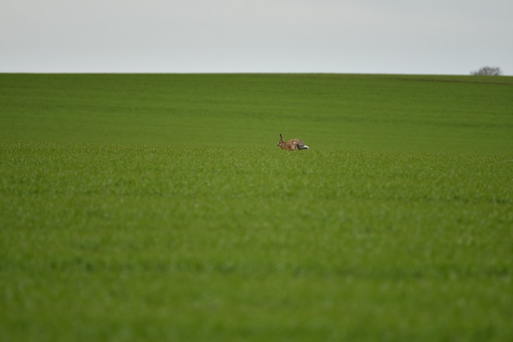 img00009.jpg