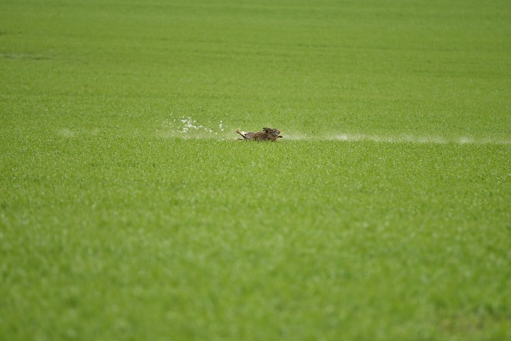 img00013.jpg