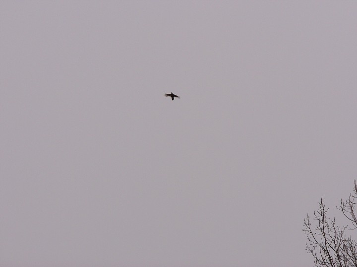 img00005.jpg