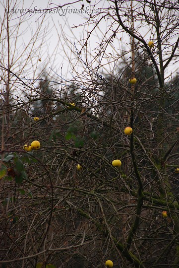 img00012.jpg