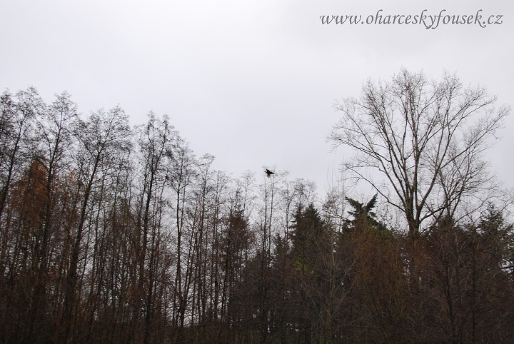 img00015.jpg