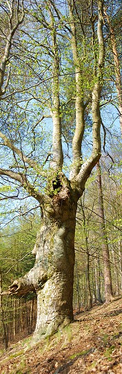 img00002.jpg
