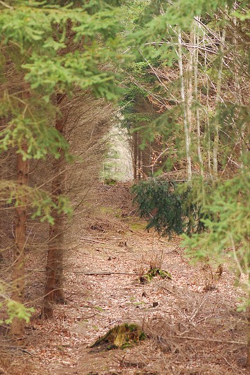 img00010.jpg