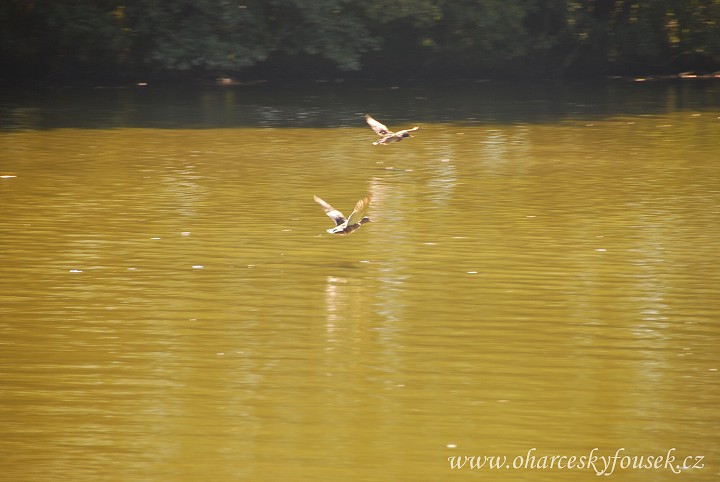 img00007.jpg