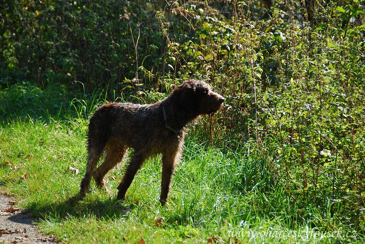 img00042.jpg