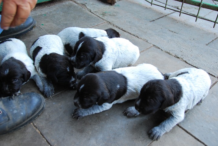 img00003.jpg