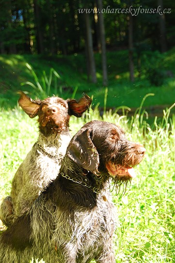 img00009.jpg