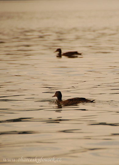 img00021.jpg