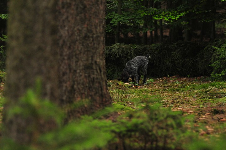 img00053.jpg