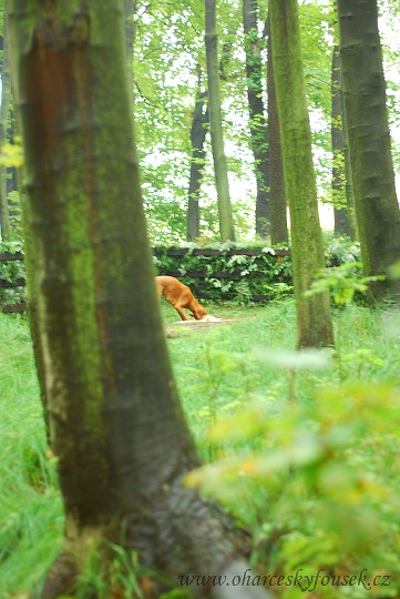 img00019.jpg