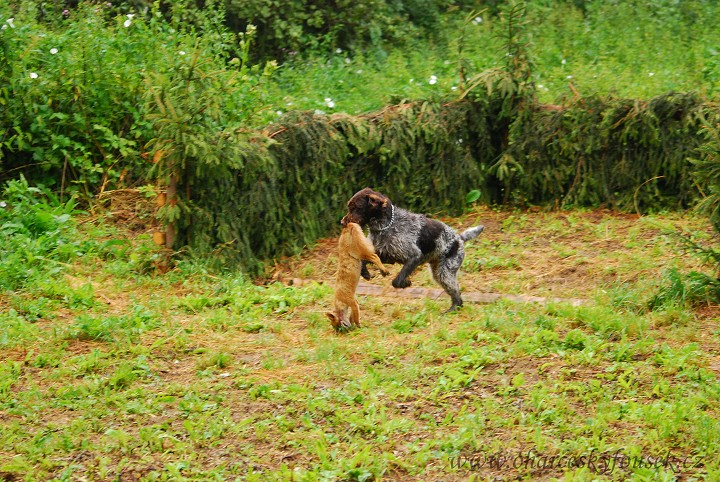 img00034.jpg