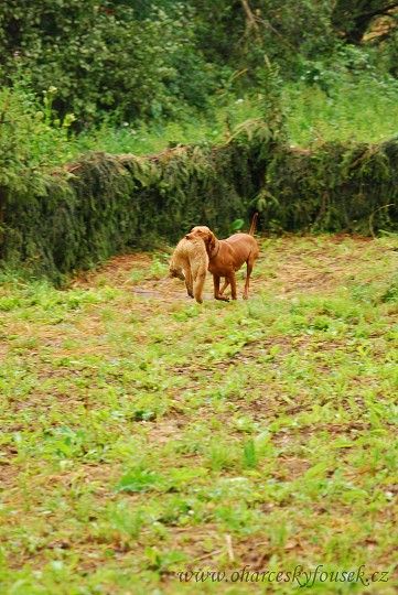 img00045.jpg