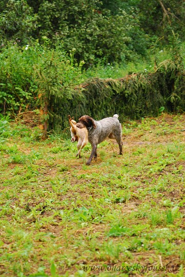 img00058.jpg