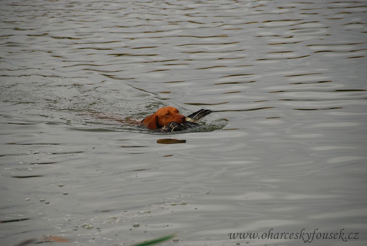 img00036.jpg