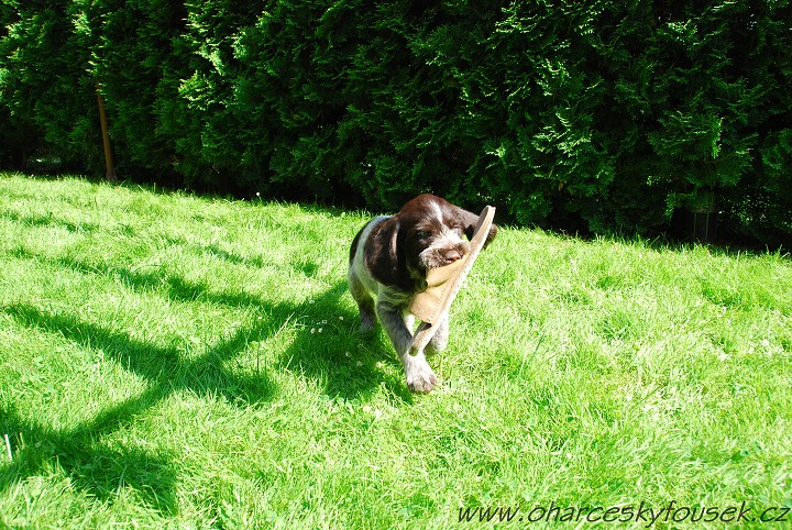 img00005.jpg