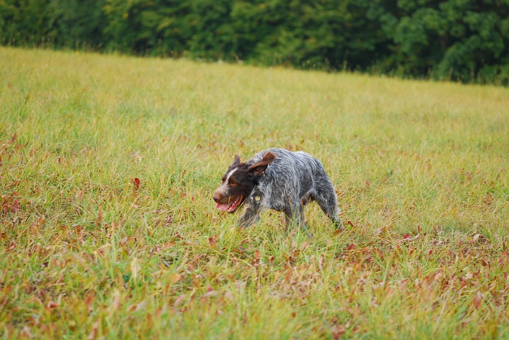 img00009.jpg