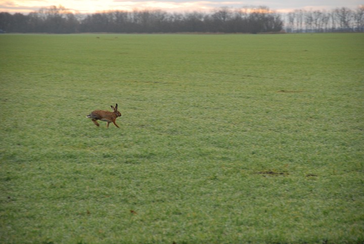 img00004.jpg