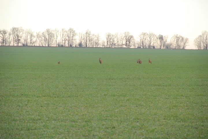 img00006.jpg