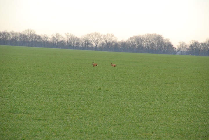 img00011.jpg
