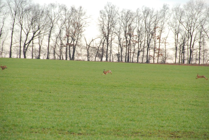 img00014.jpg