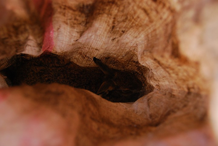 img00034.jpg