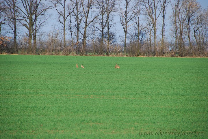 img00013.jpg