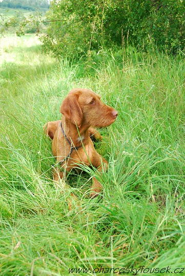 img00008.jpg