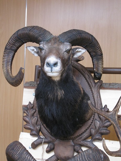 img00007.jpg