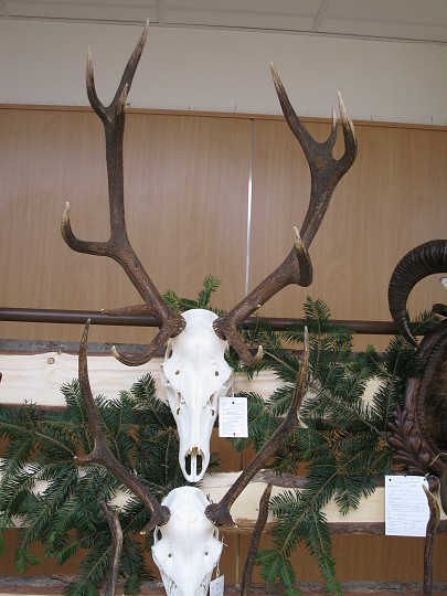 img00009.jpg