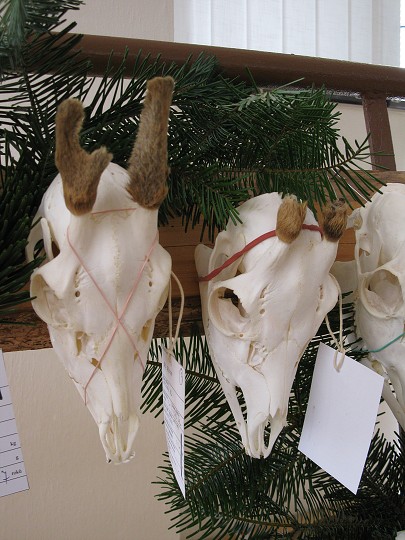 img00015.jpg