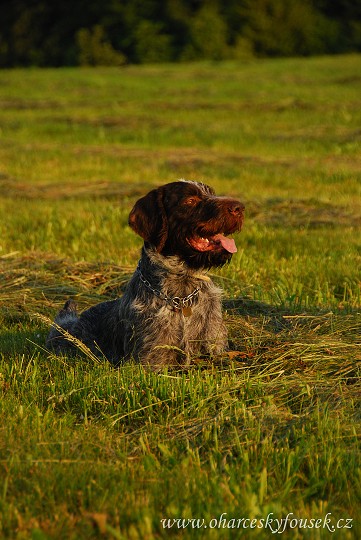 img00003.jpg