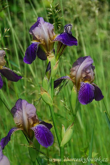 img00018.jpg