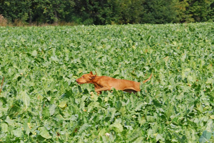 img00036.jpg