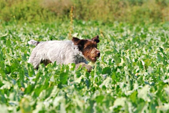 img00037.jpg