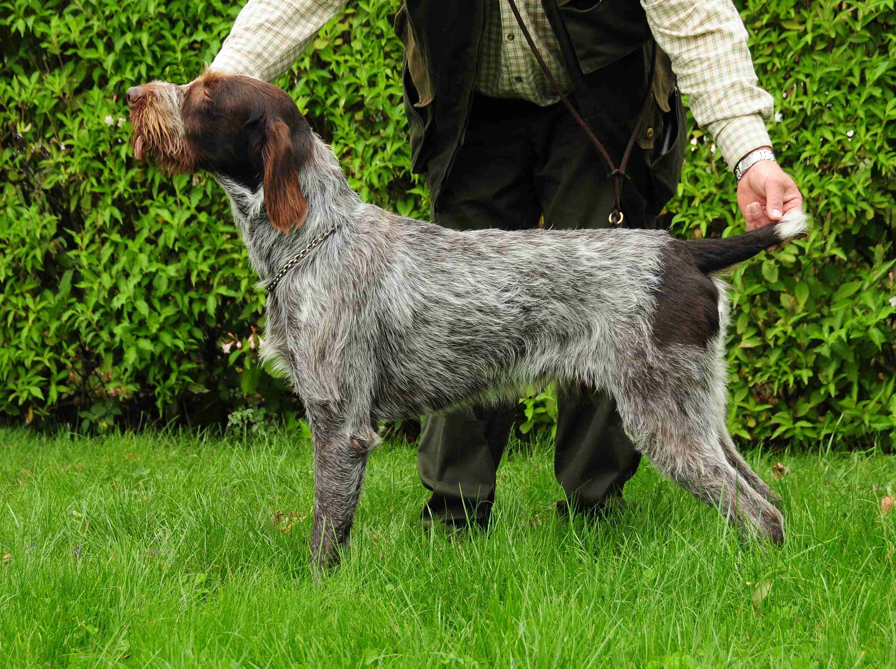 Baron Vallis Baptismi - chovný pes/stud dog český fousek